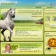 Online hra s koňmi – Howrse