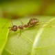 Jak si poradit s mravenci v domě